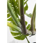 KARE roślina dekoracyjna MONSTERA 110 cm - obrazek 2