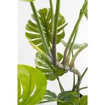 KARE roślina dekoracyjna MONSTERA 110 cm - obrazek 3