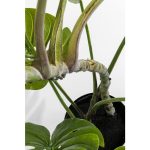 KARE roślina dekoracyjna MONSTERA 110 cm - obrazek 6